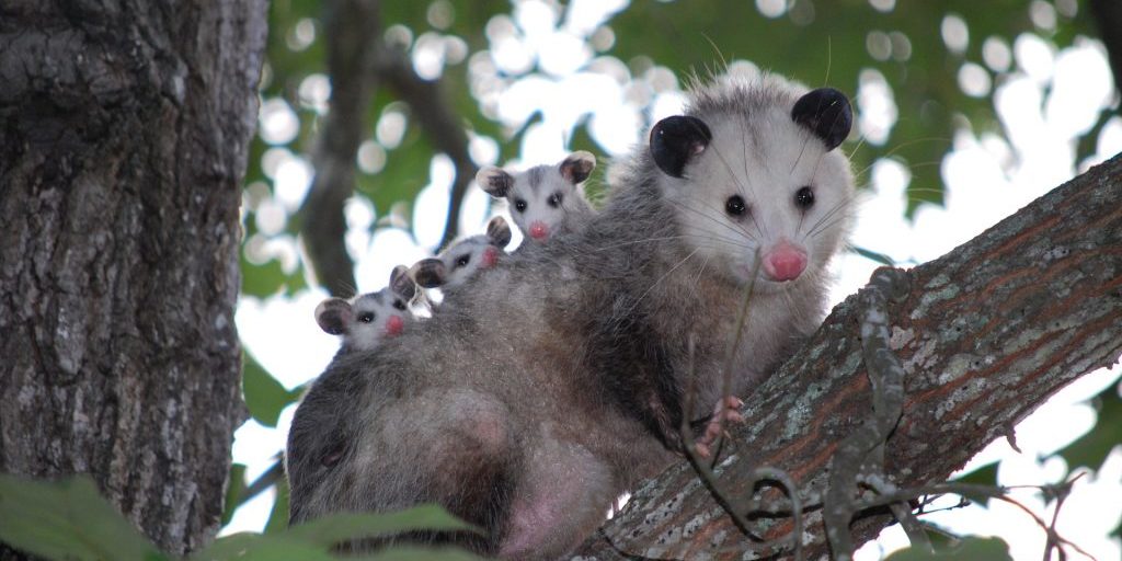 Possum Mother with Joeys riding on her Back