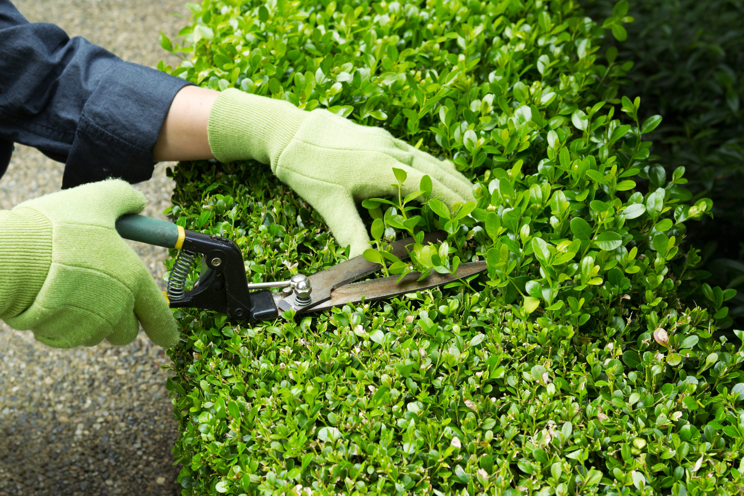 Trimming hedges with garden scissors wearing gloves
