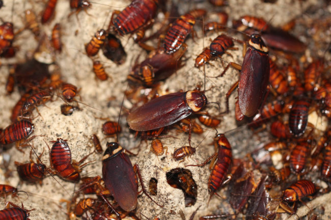 Cockroaches