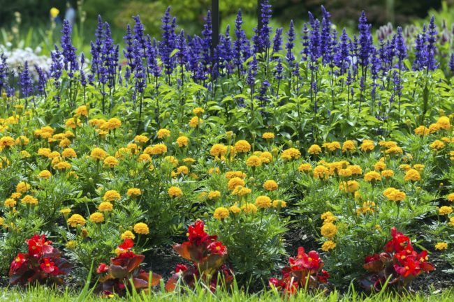 marigold and hyacinth flower