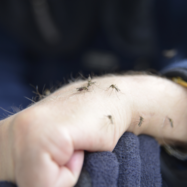 Benefits of Professional Mosquito Control