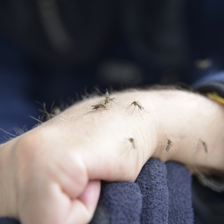 Benefits of Professional Mosquito Control