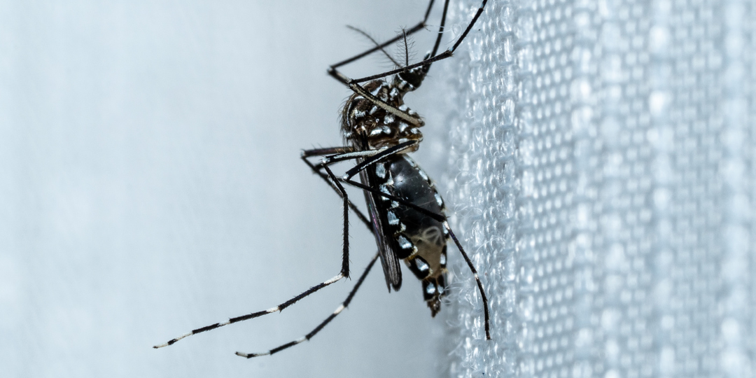 How Fast Are Mosquitoes? How Quickly Do Mosquitoes Reproduce? MosquitoNix Houston