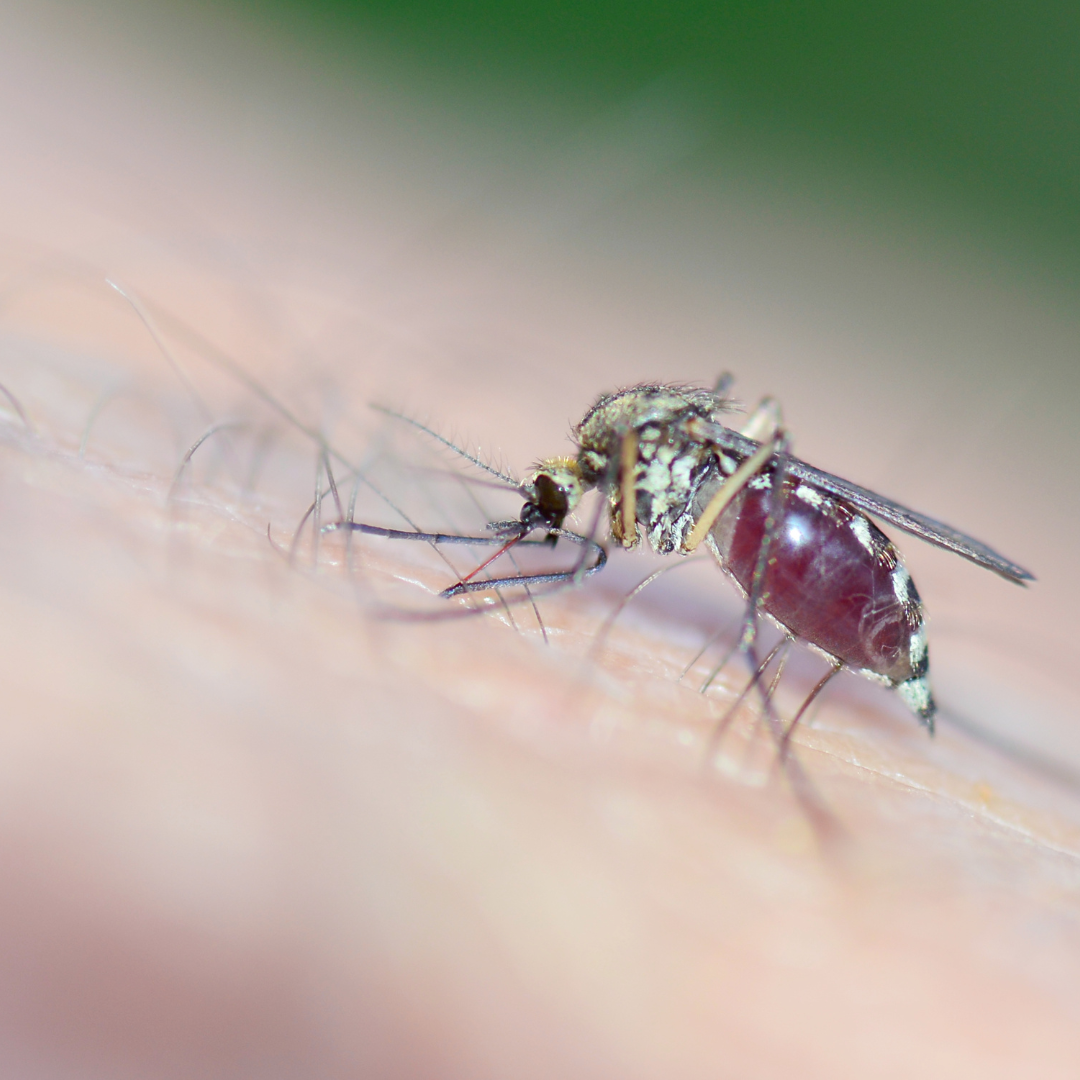 Taking Back Your Backyard The Best Mosquito Defense Strategies and