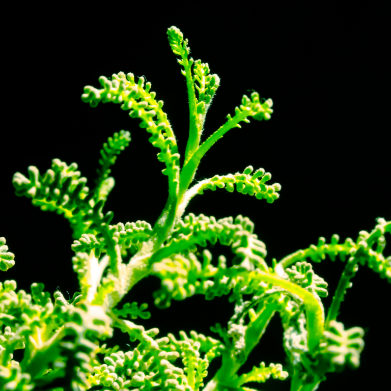 mosquito repelling plants