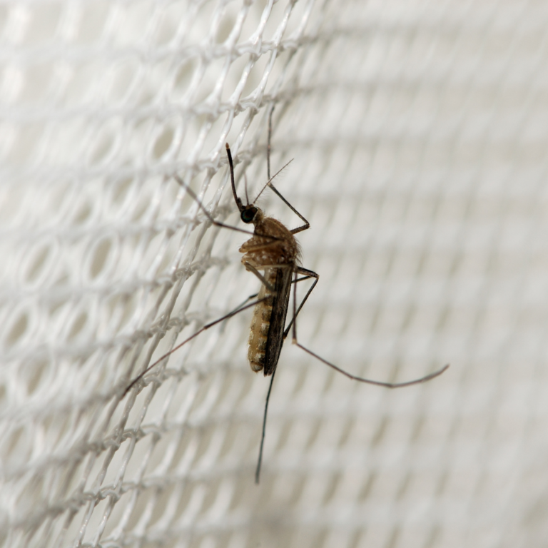 Get Rid of Mosquitoes in Your Yard