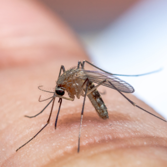 Your Guide to Mosquito Treatment Services with Mosquitonix