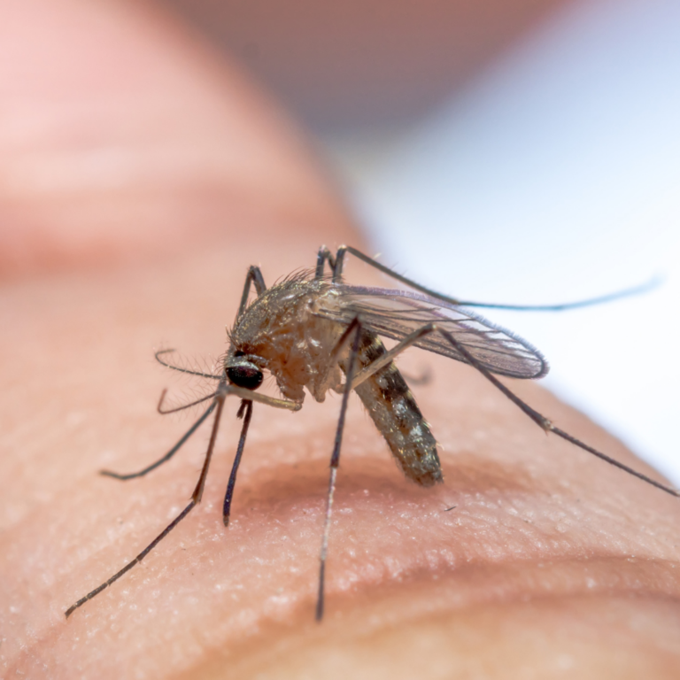 Your Guide to Mosquito Treatment Services with Mosquitonix Your Guide to Mosquito Treatment Services with Mosquitonix