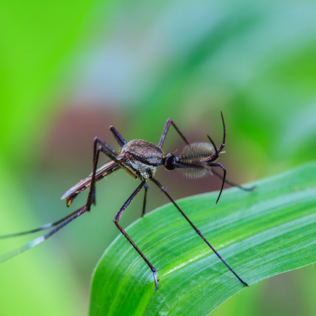 Your Guide to a Mosquito-Free Yard with Mosquitonix