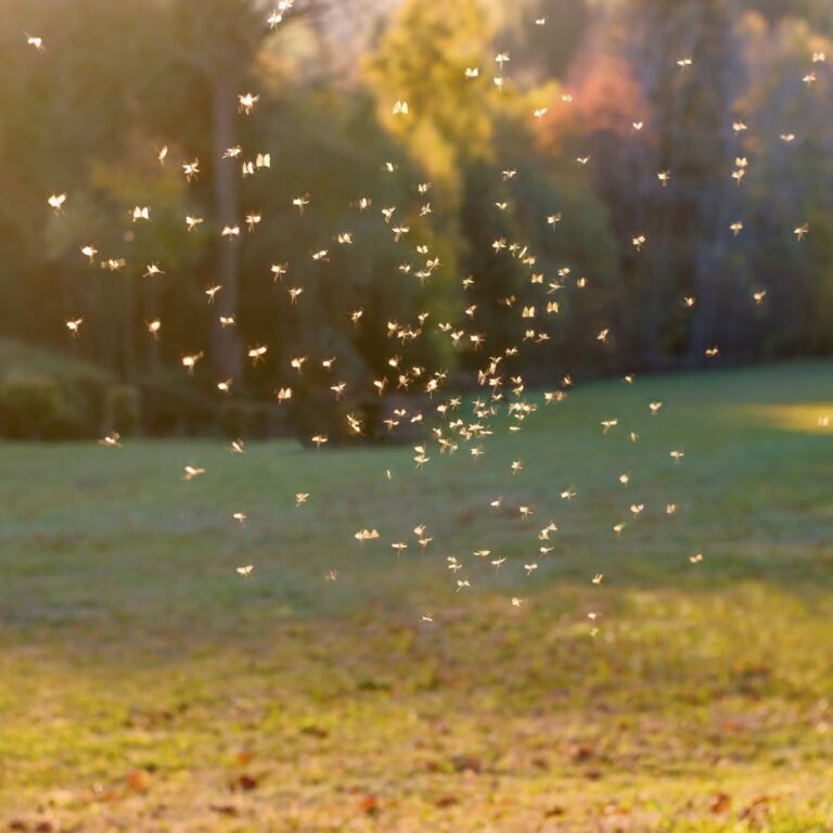 mosquitoes on patio