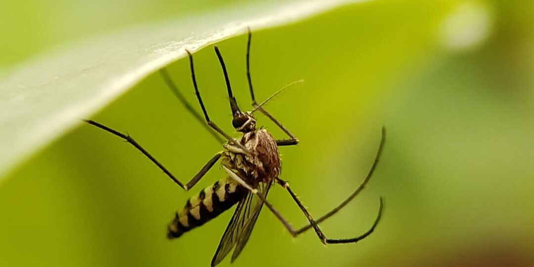 Mosquito service lawn