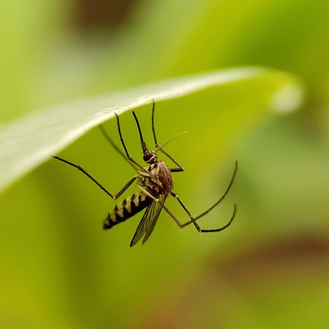 Mosquito service lawn
