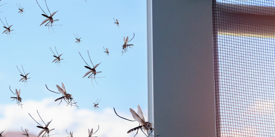 What Is The Best Thing To Keep Mosquitoes Away From Outside? MosquitoNix Houston