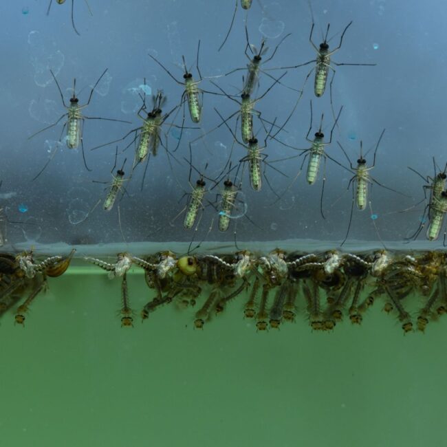 Mastering Mosquito Control- Your Guide to Mosquitonix’s Top Solutions