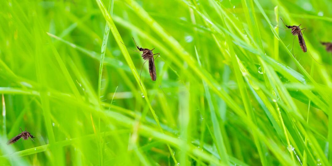 Creating a Pest-Free Sanctuary