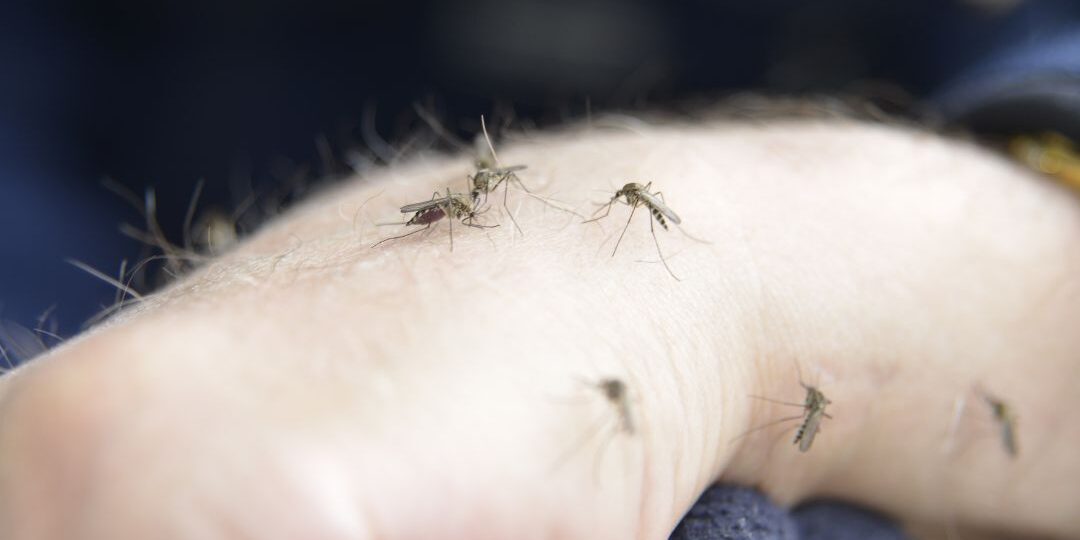 Mastering Mosquito Control